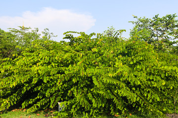 Beautiful green tree, plants, forest and flowers in the outdoor gardens and parks