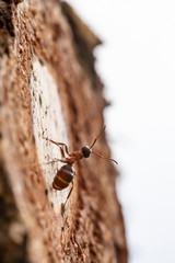 Red forest ant (Formica rufa) sits in a tree and watches over the sunset. Macro.