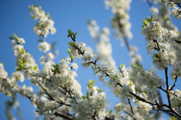 white prunus avium,  wild cherry, sweet cherry, or gean flowers on tree twig selective focus