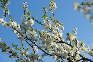 white prunus avium,  wild cherry, sweet cherry, or gean flowers on tree twig selective focus