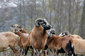 Goats in different breeds