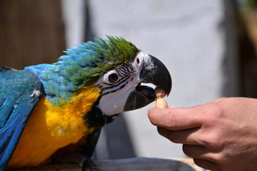 A beautiful Blue and yellow baby macaw Parrot