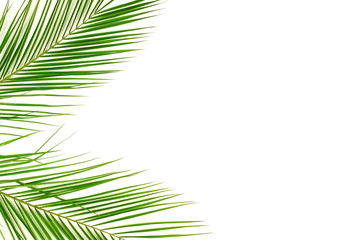 tropical green palm leaves , branches pattern frame on a white background. top view.copy space.abstract.