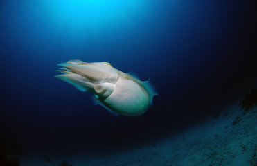 Broadclub cuttlefish - Sepia latimanus. Komodo National Park.