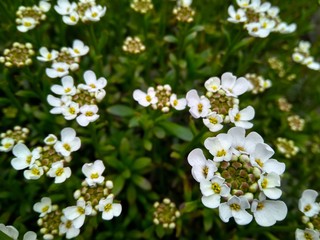 Beautiful little white flowers with green leaves