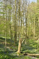 Naklejka premium Hêtre brisé dans l'un des vallons de la forêt du Hallerbos près de Halle