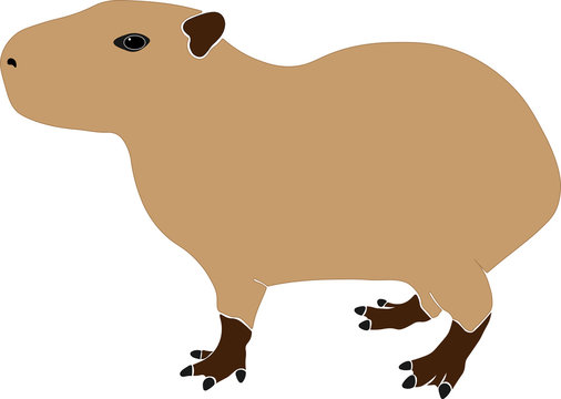 Capybara