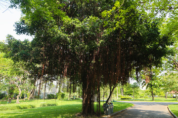 Beautiful green tree, plants, forest and flowers in the outdoor gardens and parks