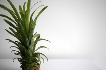 pineapple on white background