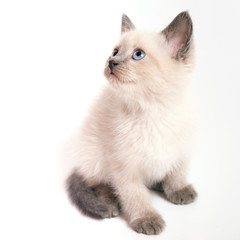 Fototapeta na wymiar Thai kitten with blue eyes sits and looks up, white background.