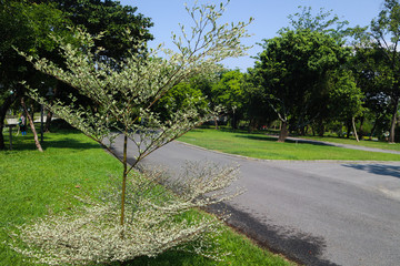 Beautiful green tree, plants, forest and flowers in the outdoor gardens and parks