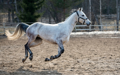 Horse on field