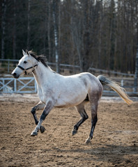 Obraz na płótnie Canvas Horse on field