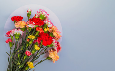 Blue background with carnations flowers and copy space. Top view. Mother's Day background.
