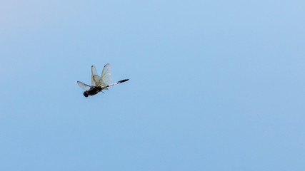 libélula