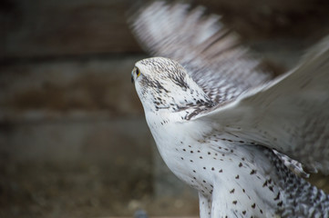 Raróg górski © Kasia R.