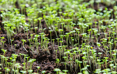 seedbed of greens