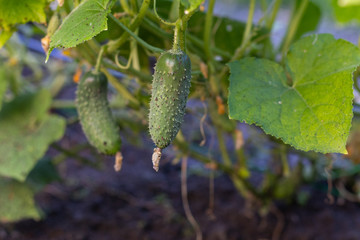 close up of Cucumber(Cucumis sativus) in the garden