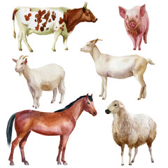 Watercolor illustration, set. Farm animals, horse, pig, goats, sheep, cow