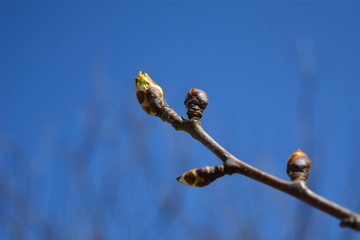 branch of willow on background of blue sky