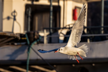 Möwe im Flug in der Abendsonne
