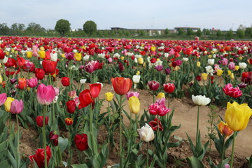 field of red and white tulips