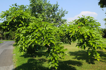 Beautiful green tree, plants, forest and flowers in the outdoor gardens and parks