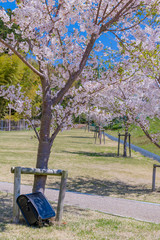 桜とランドセル　入学　新入生　1年生　春イメージ
