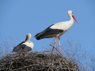 Fototapeta premium stork