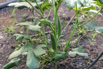 The winged bean (Psophocarpus tetragonolobus) at the garden
