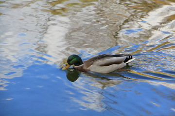 The drake floats in the water, which reflects the blue sky, white clouds and green foliage of trees