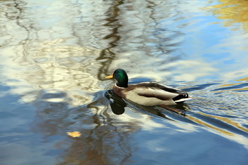 Drake floats in the water, which reflects the bright colors of our world