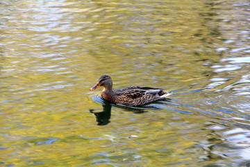 A duck that floats on water, reflective yellow and creating a blue reflection around itself
