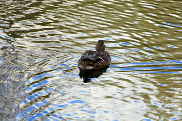 A beautiful duck swims in the water, which reflects the bright colors of our world