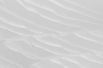 Beautiful white feather pattern texture background