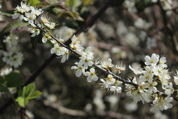White flowers