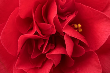 Pink camellia flower