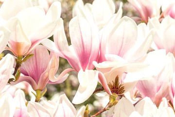Fototapeta na wymiar Macro of a saucer magnolia
