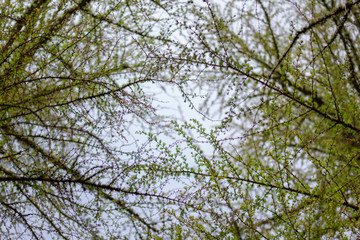 European Larch canopy against a blue sky in Scotland during spring/April with sliding motion and arc. 