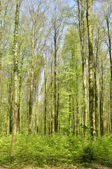 Feuillage des hêtres au printemps dominant le sol tapissé par des milliers de jacinthes sauvages mauves et des autres plantes au Hallerbos près de Halles