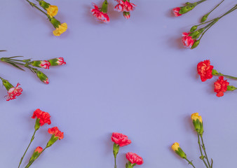 Blue background with carnations flowers and copy space. Top view. Mother's Day background.