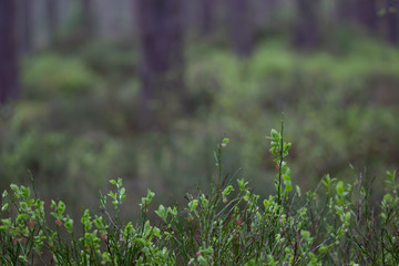 Spring/April Pine woodland forest floor scene on a sunny day showing bilberries, birch, heather with bird song audio. 