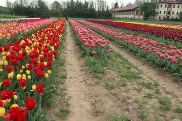 In mezzo ai tulipani