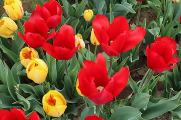 Tulipani gialli e rossi