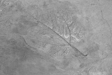 Black and white photos, printing leaves on the floor, cement, art, not easy for the plasterer.