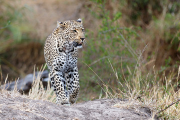 Leopard female walking  in Sabi Sands Game Reserve in the Greater Kruger Region  in South Africa