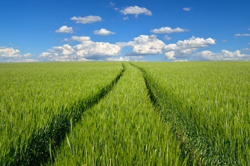 Young ears of grain on the background of blue sky