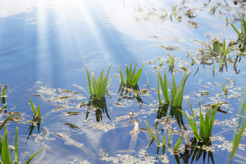 sunshine in the grass at the waterside panorama