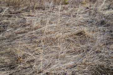 last year's dry grass in the field crushed to the ground.