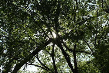 Sonnenschein zwischen Bäume